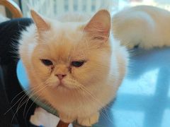 -猫爪屋猫咖(乐汇城店)