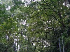 -缙云山景区