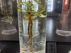 -广东中医药博物馆