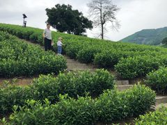 -帐篷客·溪龙茶谷度假酒店