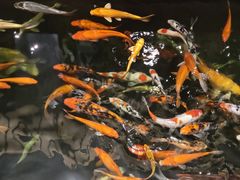 -龙悦湾酒家·八阵鱼生·渔人码头店
