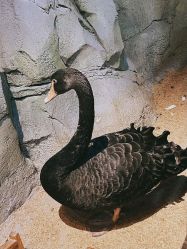 -酷嗒动物文化乐园(cutezoo西溪乐天城店)