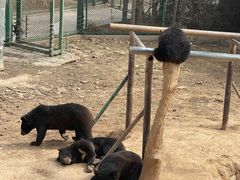 -五龙山野生动物王国