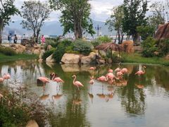 -芽庄珍珠岛游乐园