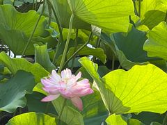 -东升八家郊野公园