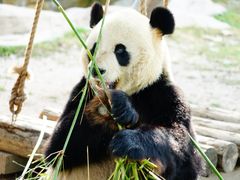 -上海野生动物园