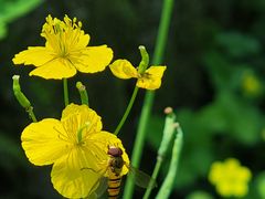 -黑龙江省森林植物园