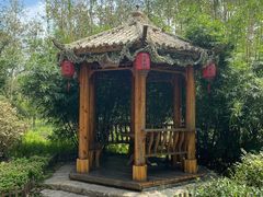 -合肥滨湖国家森林公园