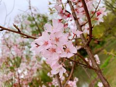 -顾村公园