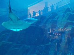 -迪拜水族馆及水下动物园