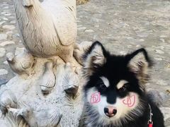 -宠福鑫康馨动物医院·骨科·眼科