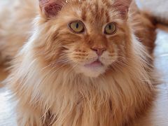 -猫腻·猫咖·撸猫馆(星光大道店)