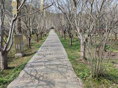 -香雪海