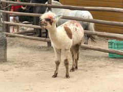 -北京市海淀外国语实验学校