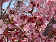 -古柏渡丰乐樱花园