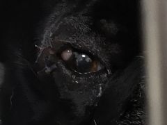 -宠爱国际动物医院· 猫科· 外科·中兽医(长白店)