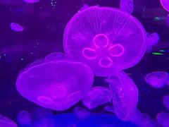 -哈尔滨波塞冬海底世界