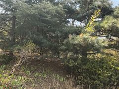 -燕儿岛山公园