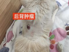 -达爱动物医院·犬猫分区·CT·复杂眼科(远洋山水分院)