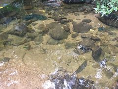 -海南热带雨林国家公园吊罗山景区