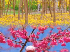 -天适樱花悠乐园