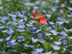 -上海滨江森林公园