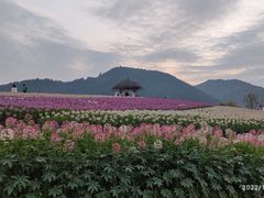 -径山花海