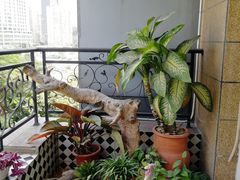 -茶油香闽南菜·花园餐厅(前埔店)