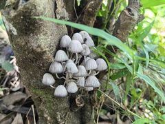 -梧桐山风景名胜区