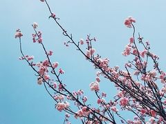 -天适樱花悠乐园