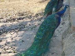 -丽泽山庄·生态怀柔菜·虹鳟鱼(红螺寺店)
