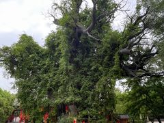 -大槐树寻根祭祖园