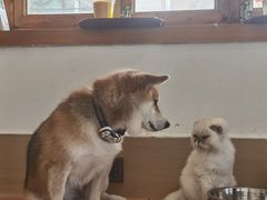 -是阿柴呀！柴犬咖啡·爱喵喵猫咖