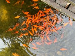 -祁门牯牛降观音堂风景区