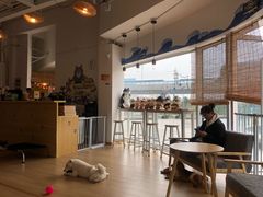 -南京Hallo宠物乐园·哈罗犬舍·柴犬繁育基地