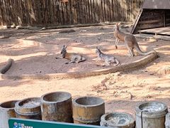 -深圳野生动物园