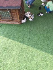 -萌宠亲子动物乐园(槐房万达店)