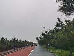 -日照海滨国家森林公园