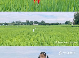 成都遛娃｜赏稻海、吃百年老卤过完美周末
