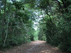 -武吉知马自然保护区