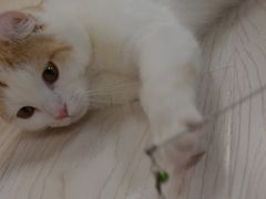 -猫和宫(六道口店)