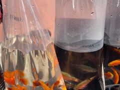 -中环花鸟鱼虫市场