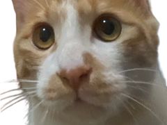 -米苏动物医院·犬猫专科·骨科外科内窥镜