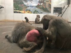 -西安秦岭野生动物园