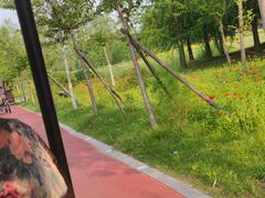 -黄海国家森林公园