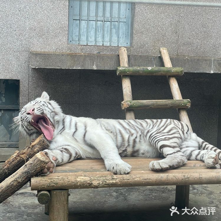 淡季的野生动物园还是不错的选择