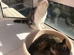 -艾吉宠物医院·疑难杂症转诊中心·猫友好(碧江路院)