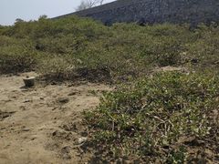 -北海金海湾红树林生态旅游区