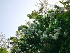 -桃花岛景观公园