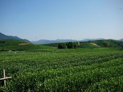 -龙坞茶村